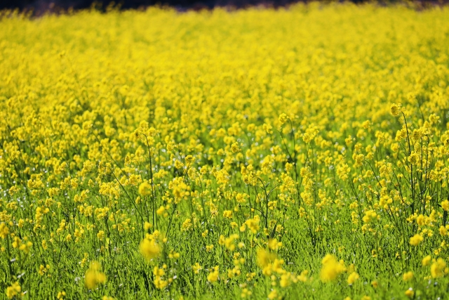 ノースカラーズ取り扱い店